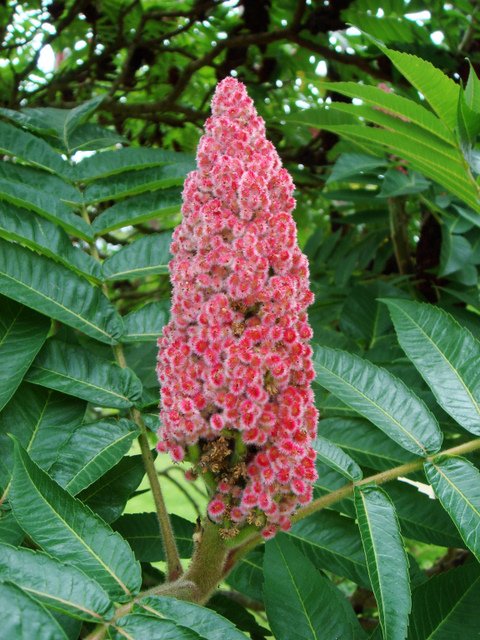 Rhus typhina fleur